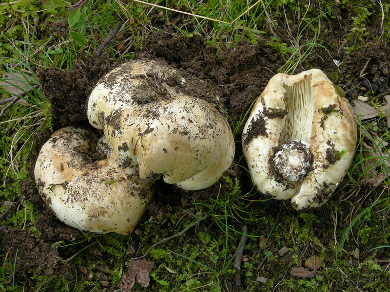 Russula delica.